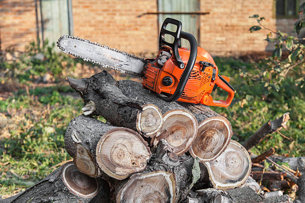 The Steps Involved in Our Tree Care Process in Mackinac Island, MI